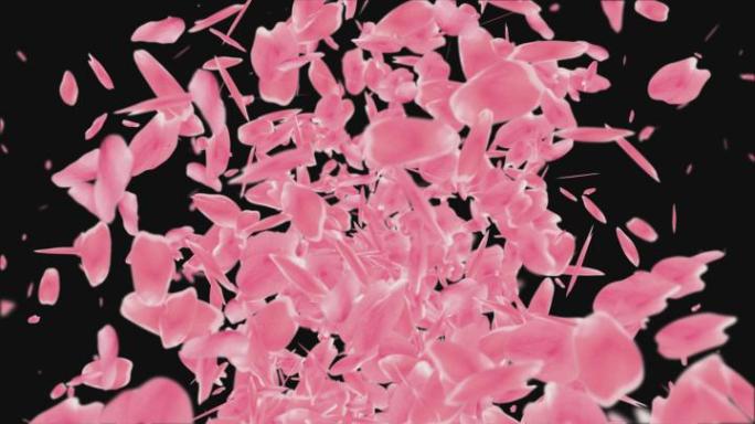 十里桃花片头飘落花瓣和抛开