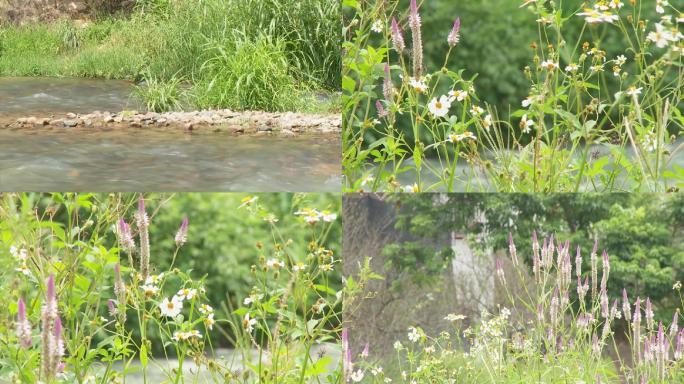 山区小溪水，溪边花草，蜜蜂采蜜风吹花香