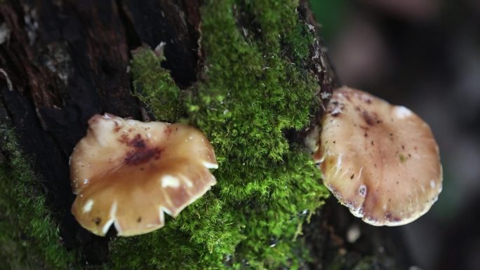 野生香菇