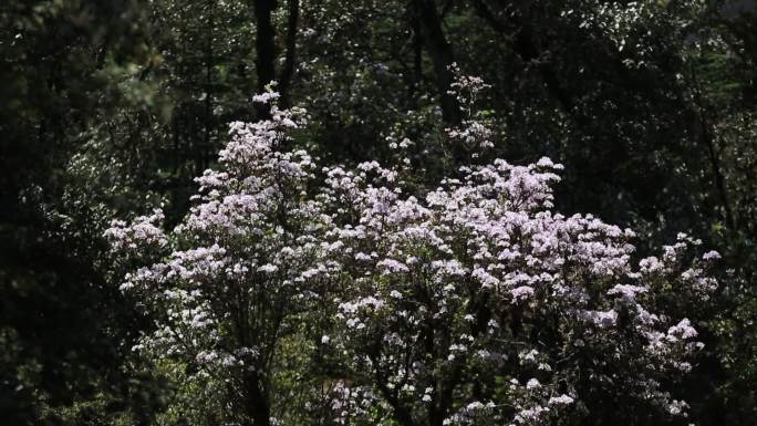 小索玛花