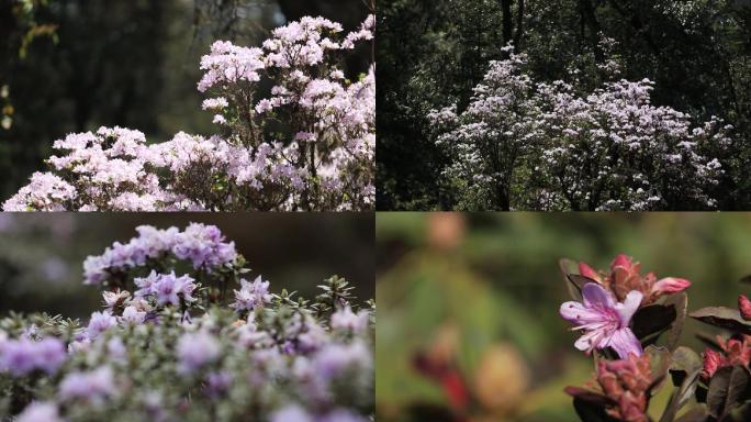 小索玛花