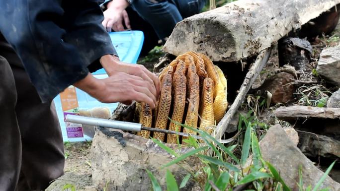 秦岭土蜂蜜取蜜现场实拍大圣游天宫