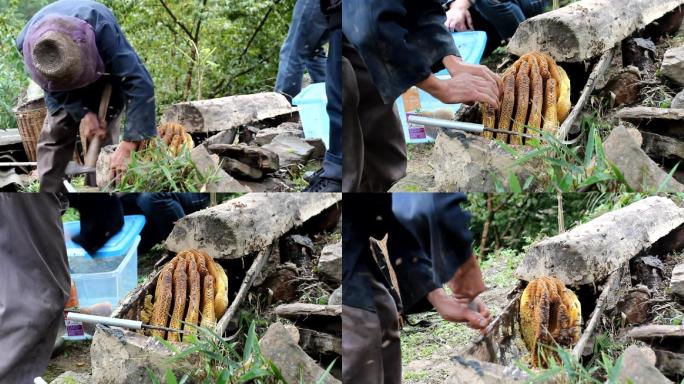 秦岭土蜂蜜取蜜现场实拍大圣游天宫