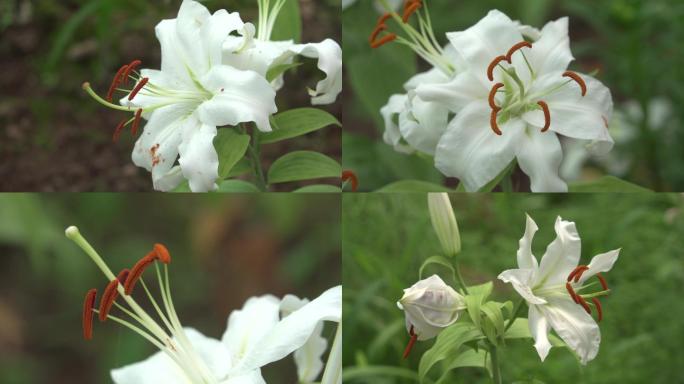 香水百合鲜花