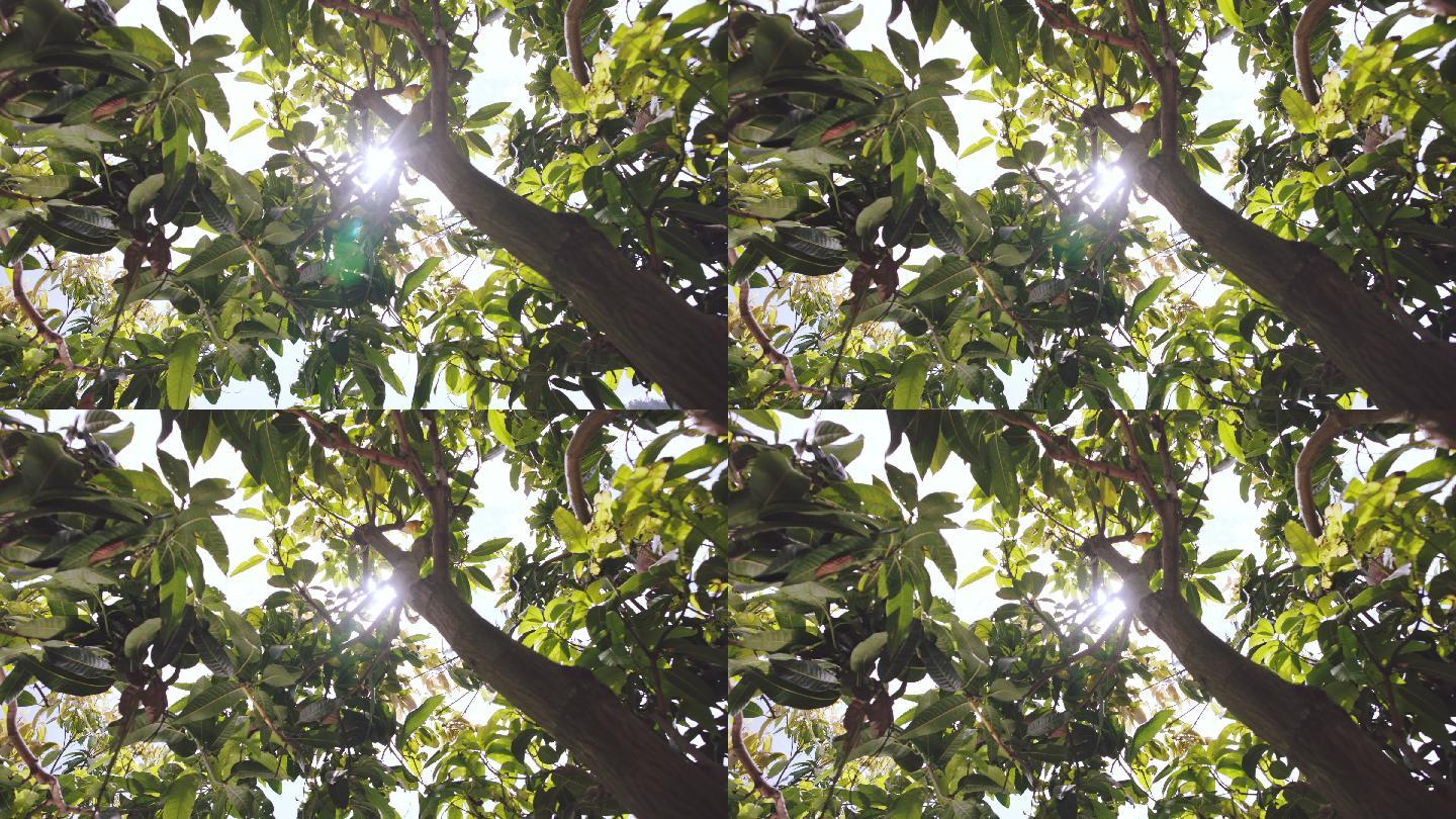 芒果树光线阳光透光4k