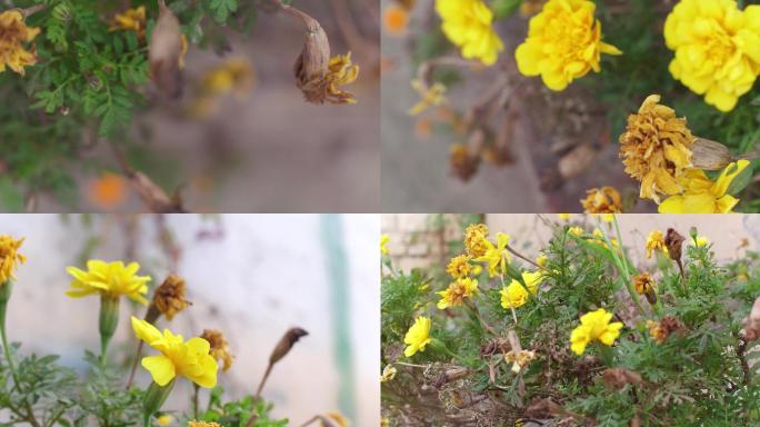 路边的野花小黄花残花素材4K