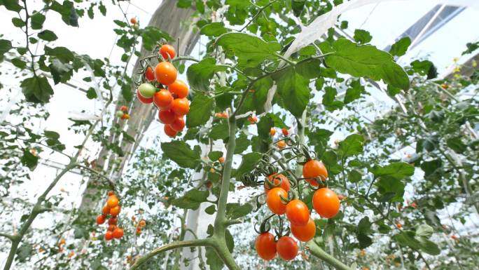 新型农业番茄圣女果
