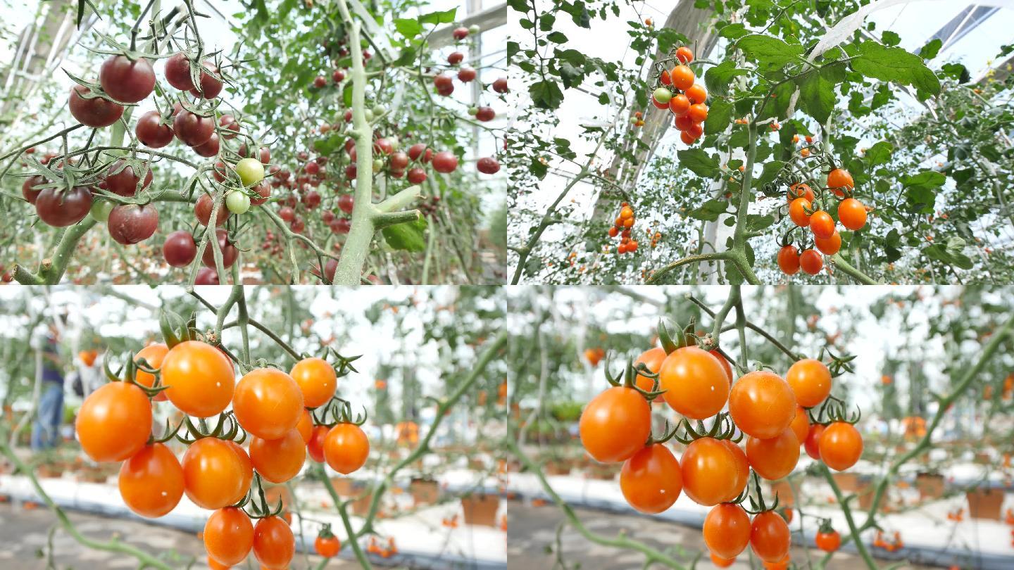 新型农业番茄圣女果