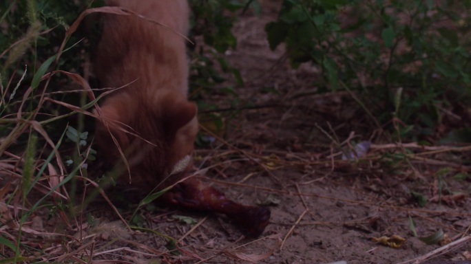 小猫吃食野猫