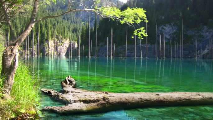 树干绿色的湖面山间河流大自然