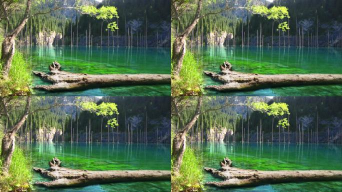 树干绿色的湖面山间河流大自然