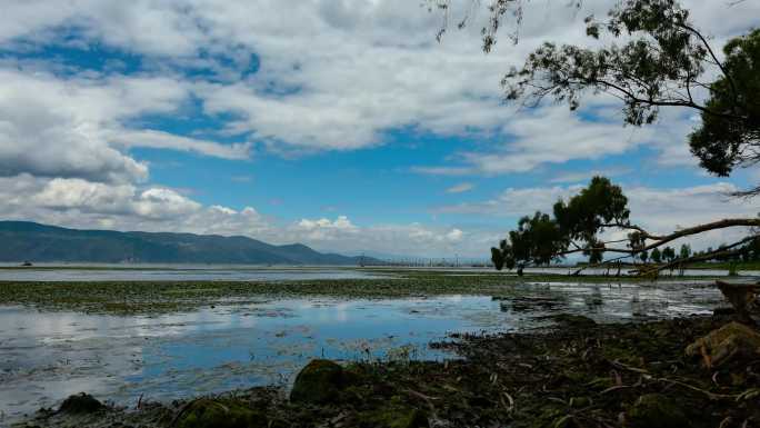 4.大理洱海云天树枝湖光山色4K