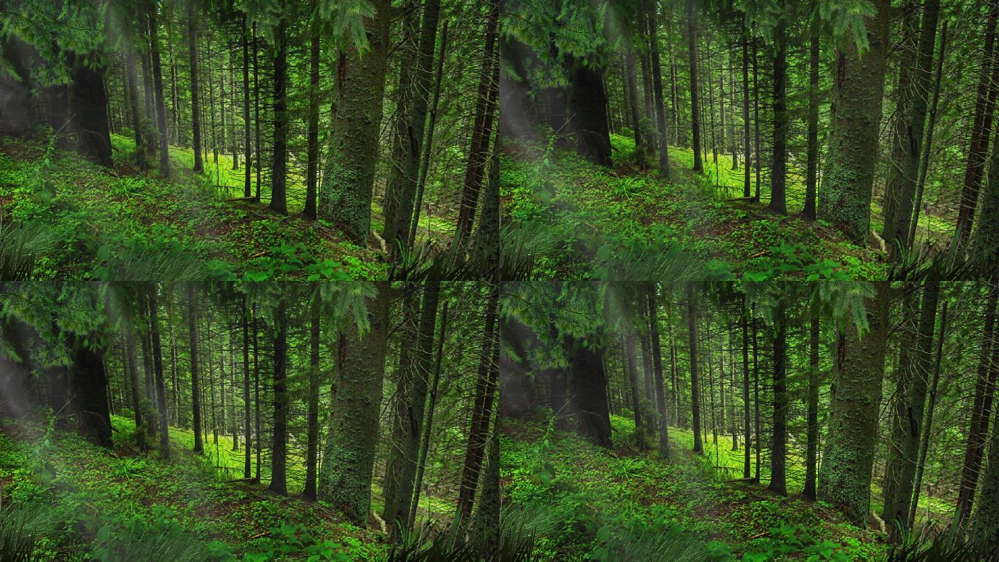 森林树木竹林绿色的森林