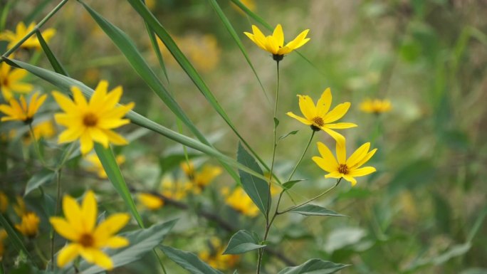 杂草黄花