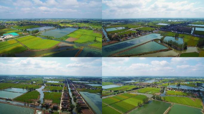 大闸蟹生态养殖区4K航拍