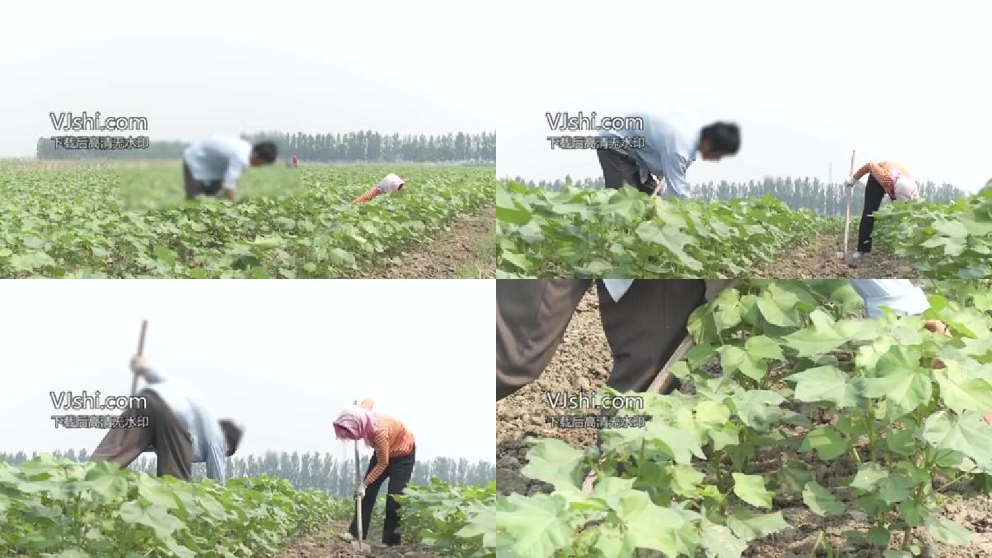 【原创】农业棉花管理