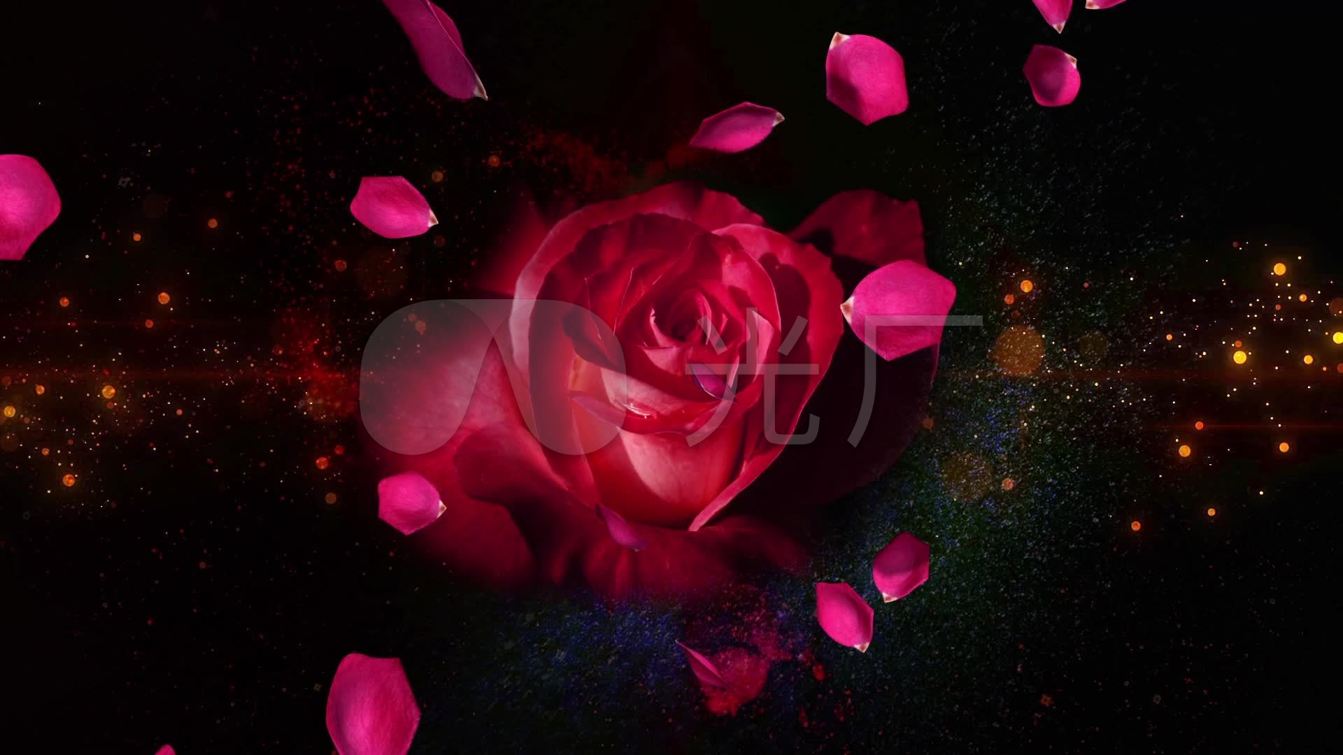 花瓣飘落视频背景