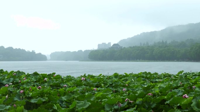 西湖雨雾荷保俶塔