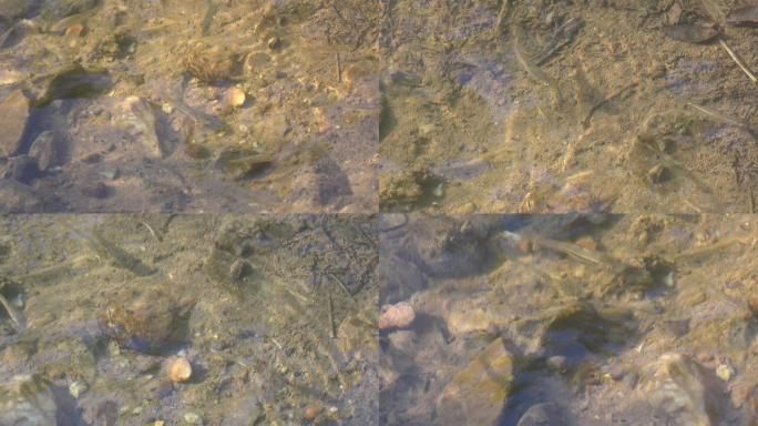 清澈浅水中欢快游动的小溪鱼