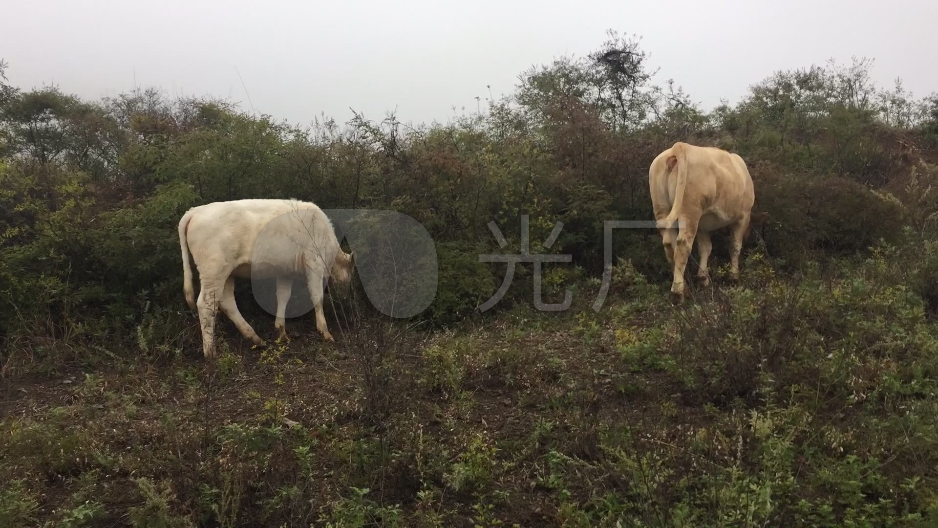 實拍放牛視頻延時攝影