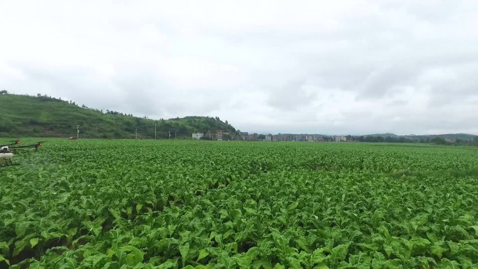 烟草宣传烟田航拍烟叶实拍延时视频剪辑素材