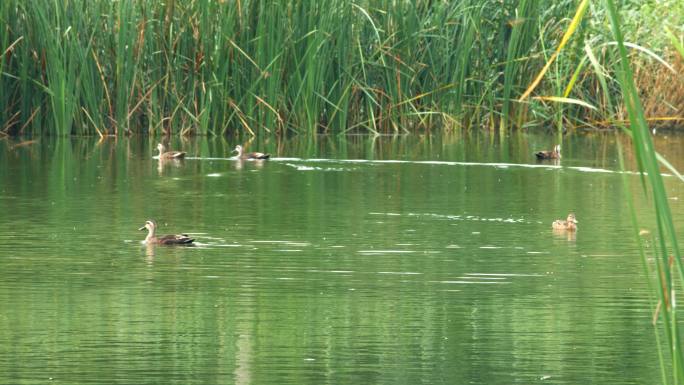 4K湿地公园湖水池塘芦苇野鸭