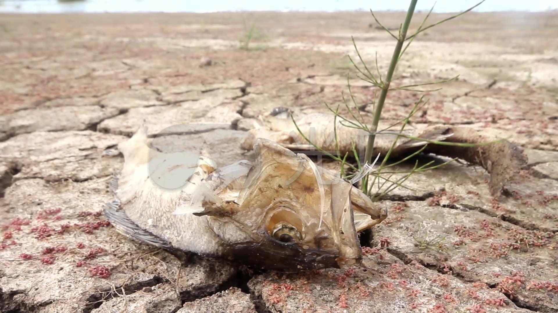 干旱缺水水资源污染贫困灾难_1920x1080_高清视频素材下载(编号