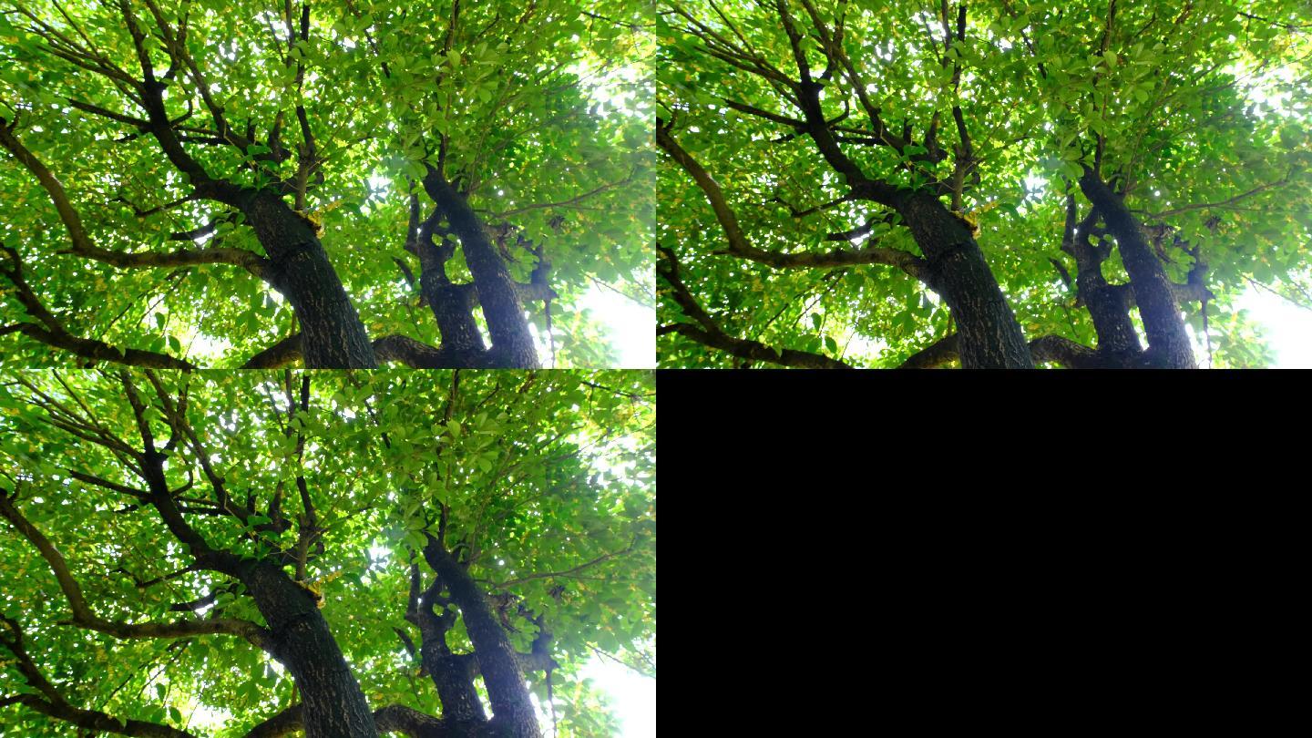 4K实拍视频桂花树11.2秒
