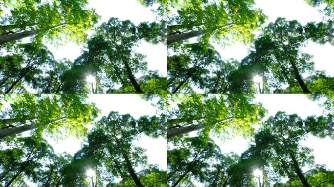 4K实拍视频小寨原始森林10秒