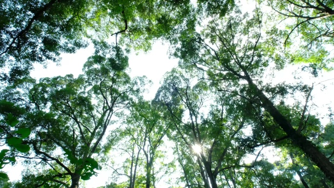 4K实拍视频小寨原始森林9秒