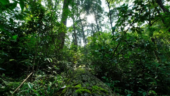 4K实拍视频小寨原始森林12.3秒