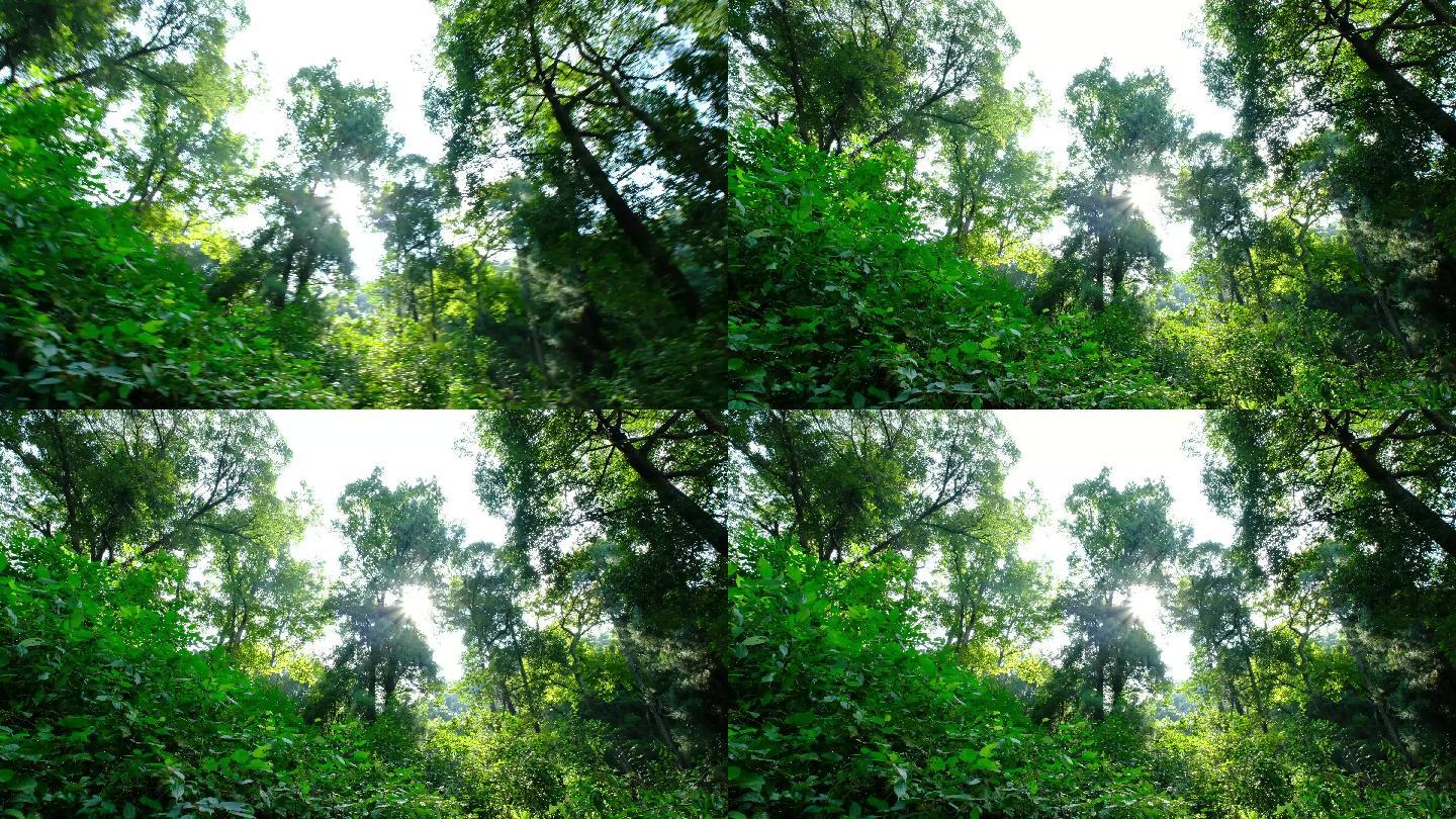 4K实拍视频小寨原始森林16秒