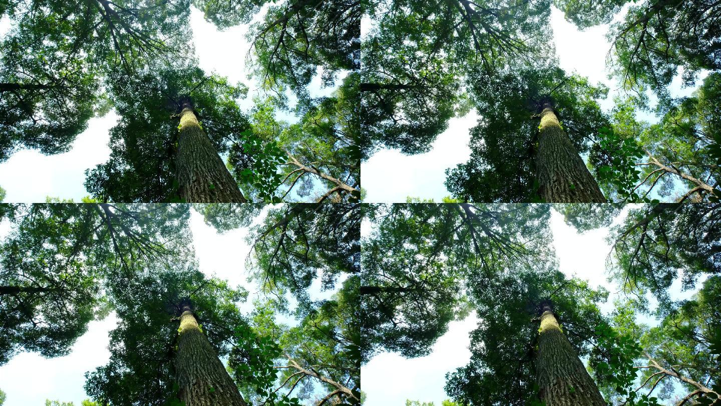 4K实拍视频小寨原始森林12秒