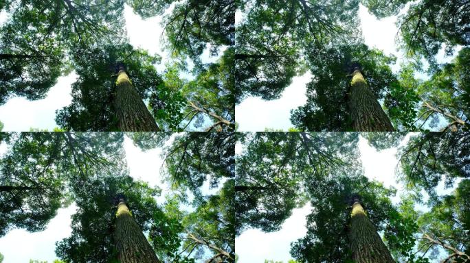 4K实拍视频小寨原始森林12秒