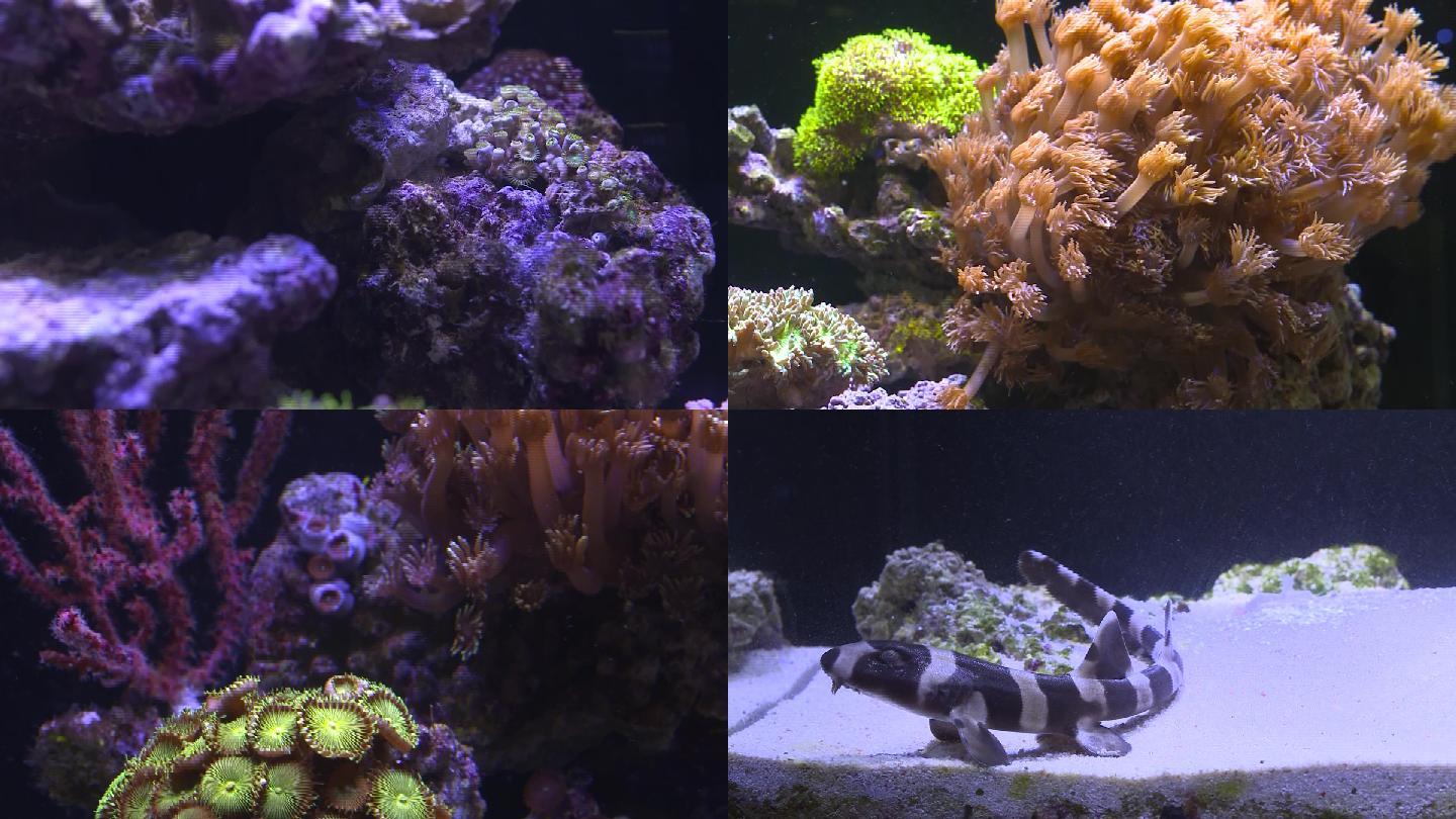 水族馆珊瑚海底生物