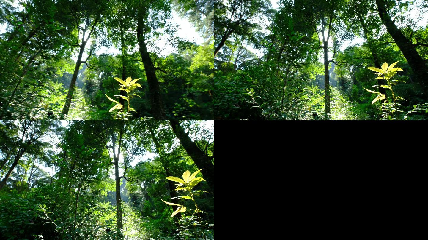 4K实拍视频小寨原始森林11秒