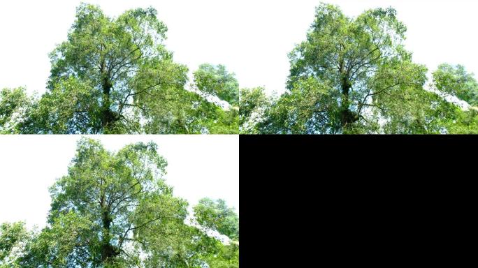 4K实拍视频小寨原始森林11.3秒201