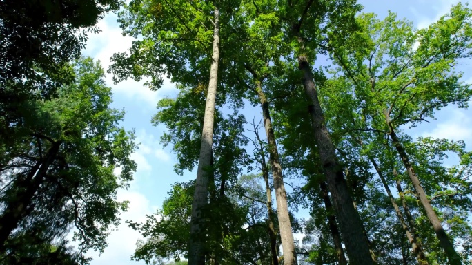 4K实拍视频小寨原始森林13秒