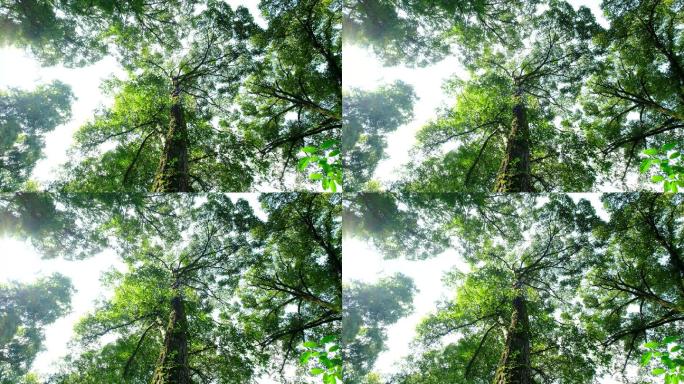 4K实拍视频小寨原始森林17秒