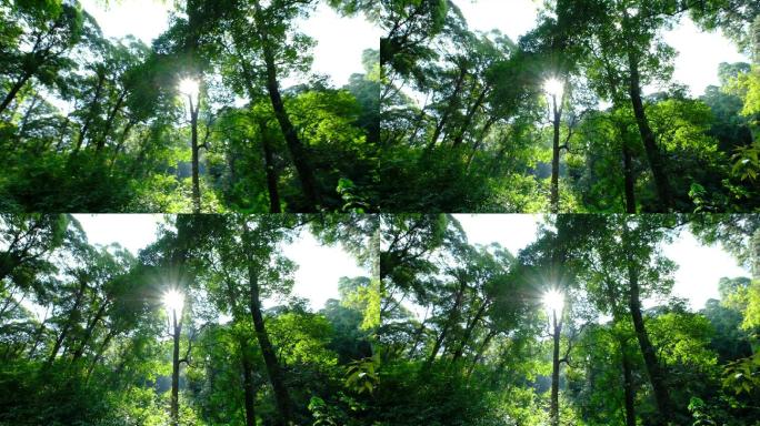 4K实拍视频小寨原始森林18秒