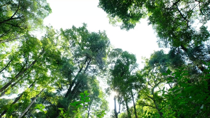 4K实拍视频小寨原始森林14.2秒
