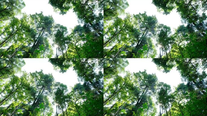 4K实拍视频小寨原始森林14.2秒