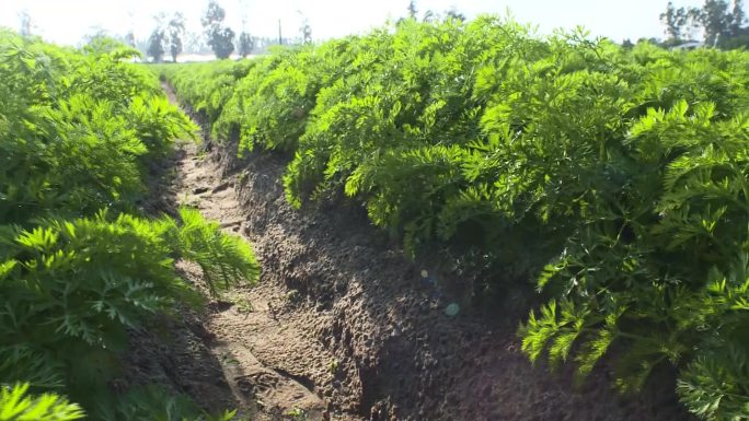 红萝卜种植基地