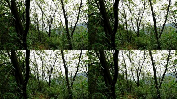 4K实拍凯本小顶山森林21.02秒