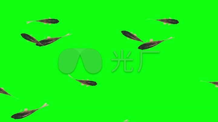 儿歌三条鱼简谱_奇怪不奇怪简谱 少儿曲谱 中国曲谱网