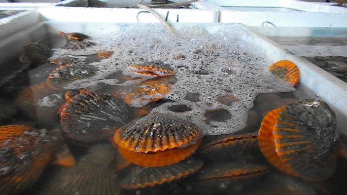 海蚌的特写视频，在海鲜市场