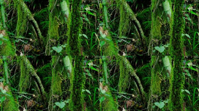 4K实拍凯本森林树木苔藓12秒