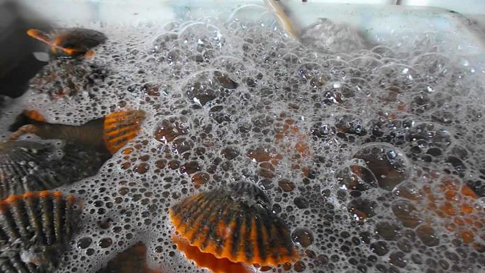 海蚌的高清视频，在海鲜市场