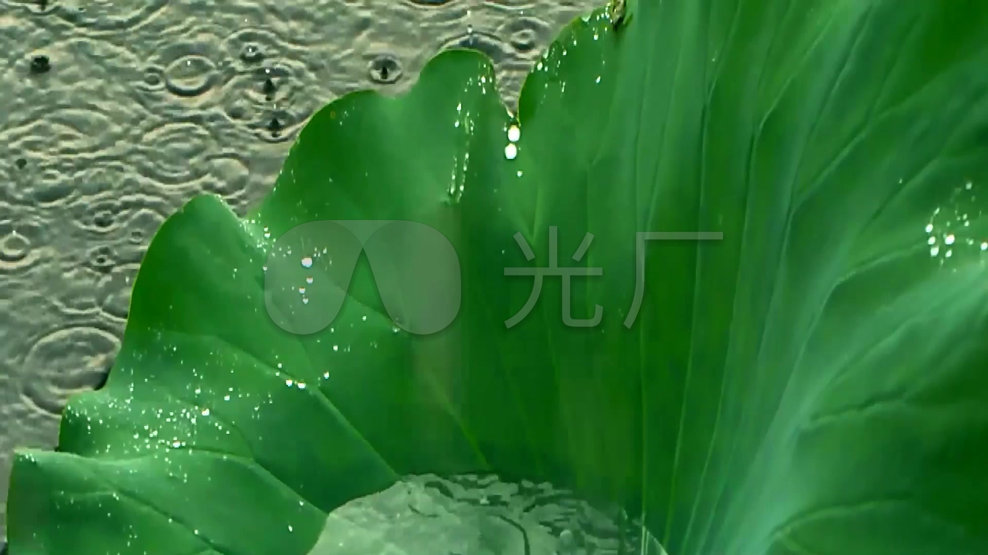 下雨寧池塘荷葉荷花隨風搖曳雨水水珠空境