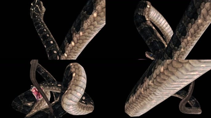 生物-蛇-缠绕2（带通道）